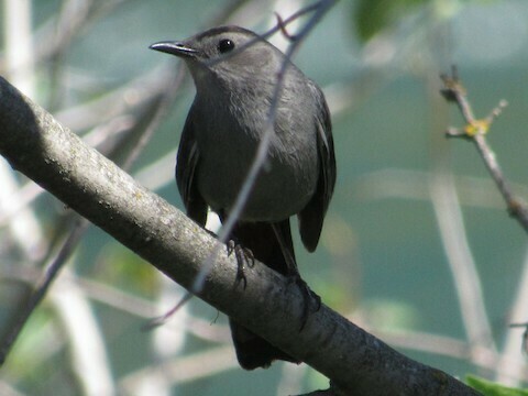 Gray Catbird photographed in Washington