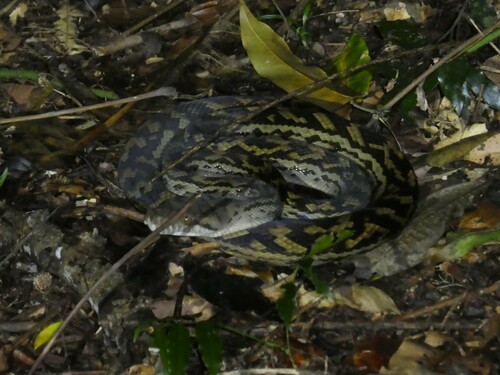 Australian Scrub Python sighting