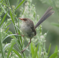 Variegated Fairywren photo 4