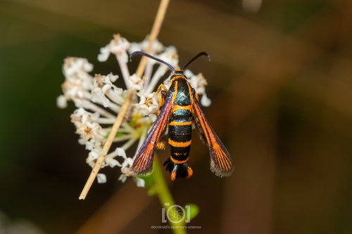 Texana Clearwing Moth photo 4