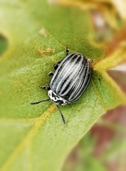 Leptinotarsa undecimlineata