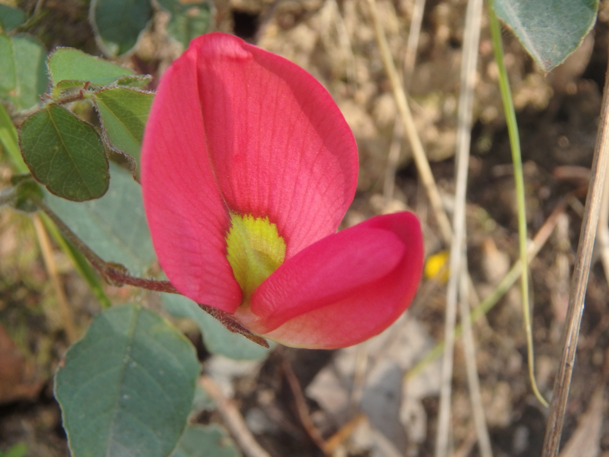 Kennedia prostrata