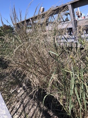 Panicum amarum amarum