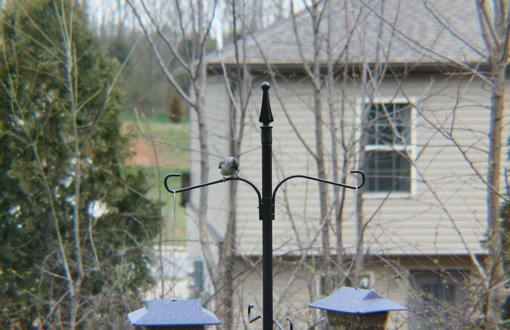 Tufted Titmouse from Clarksville, TN, USA on March 11, 2023 at 0916 AM