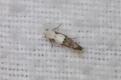 Mompha circumscriptella