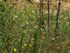 Estrildidae
