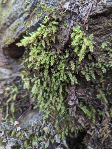 Image of Pohlia cruda by no rights reserved