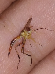 Stylogaster biannulata