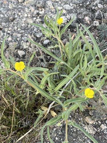 iNaturalist observation photo of pale yellow suncup
