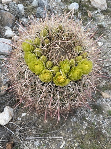 iNaturalist observation photo of California Barrel Cactus