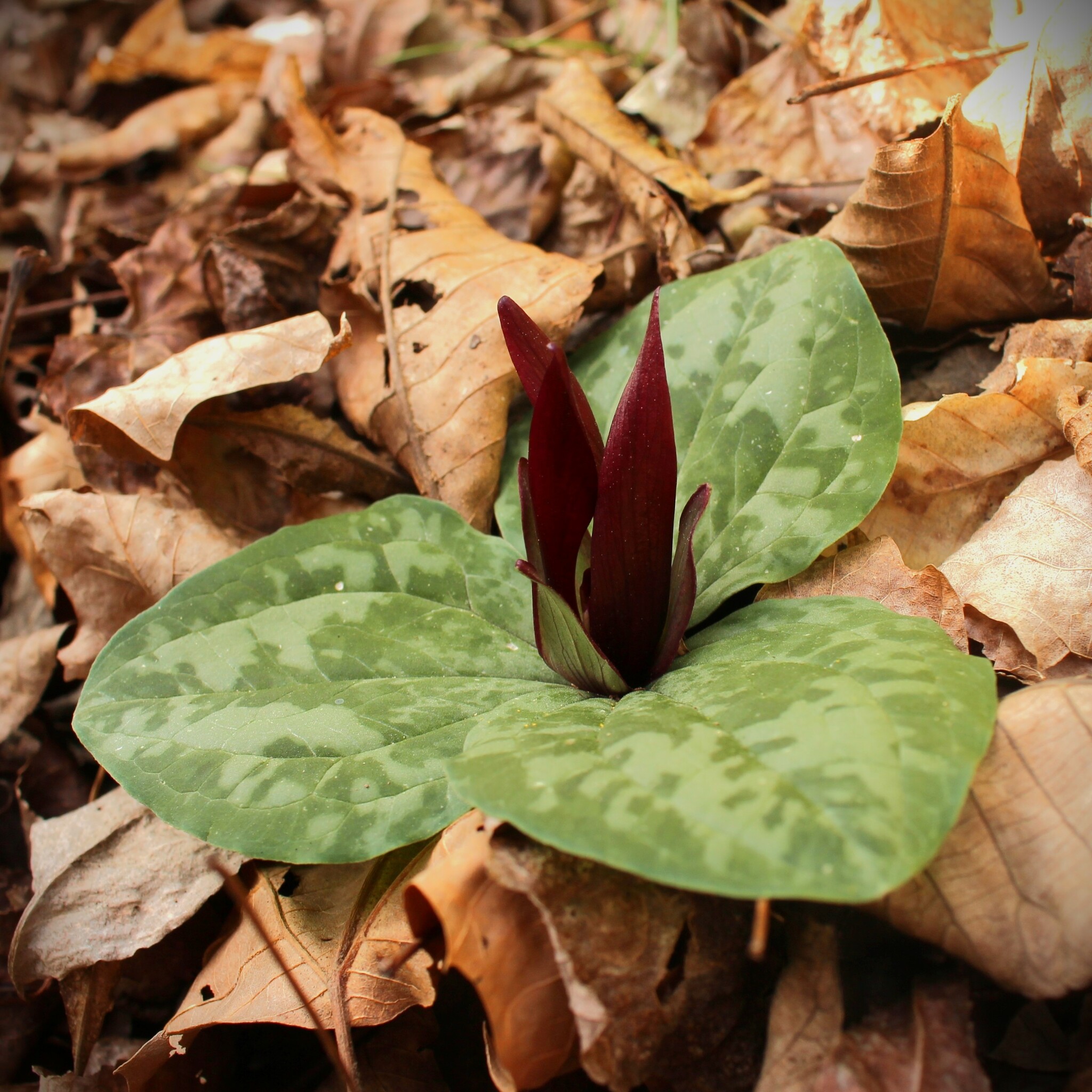 Trillium decumbens
