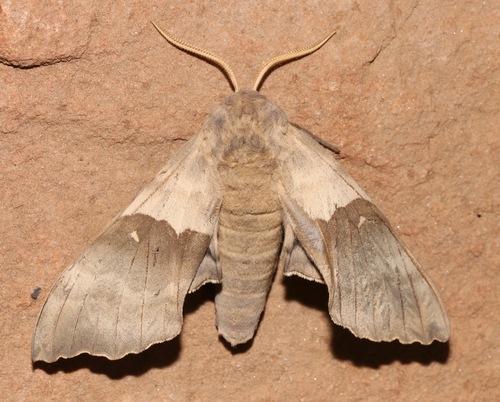 Western Poplar Sphinx photo 5