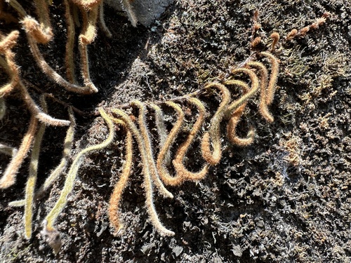 Pyrrosia linearifolia iNat (1)