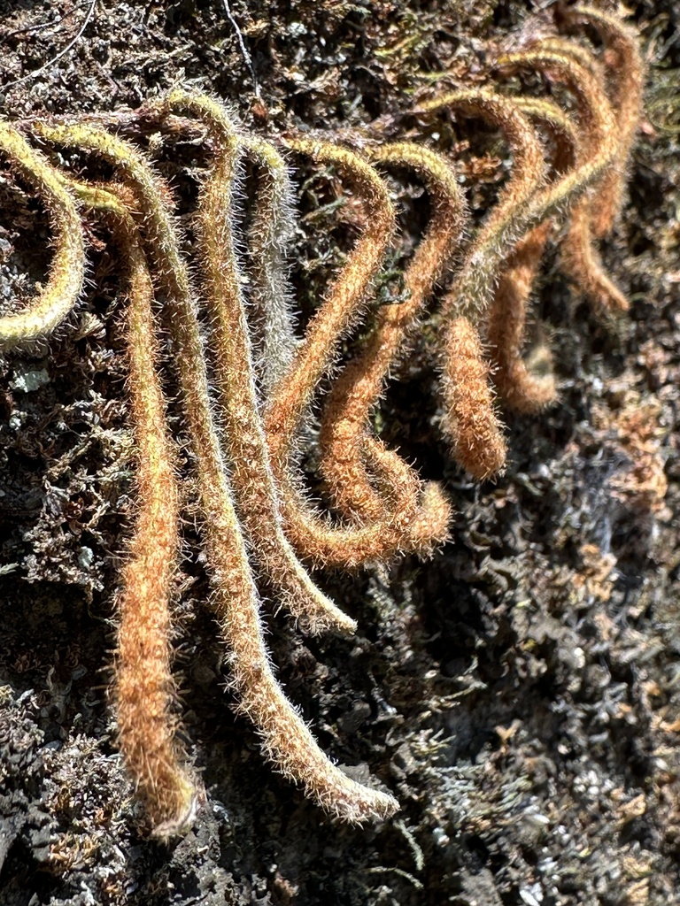 Pyrrosia linearifolia