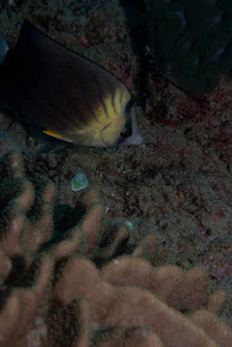 Brown butterflyfish (Chaetodon blackburnii) — Chaetodontidae