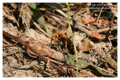 Leptodialepis bipartitus