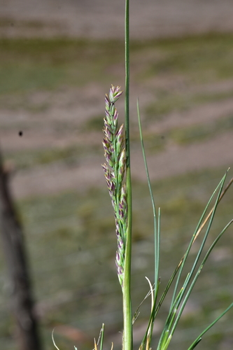 Poa spicigera