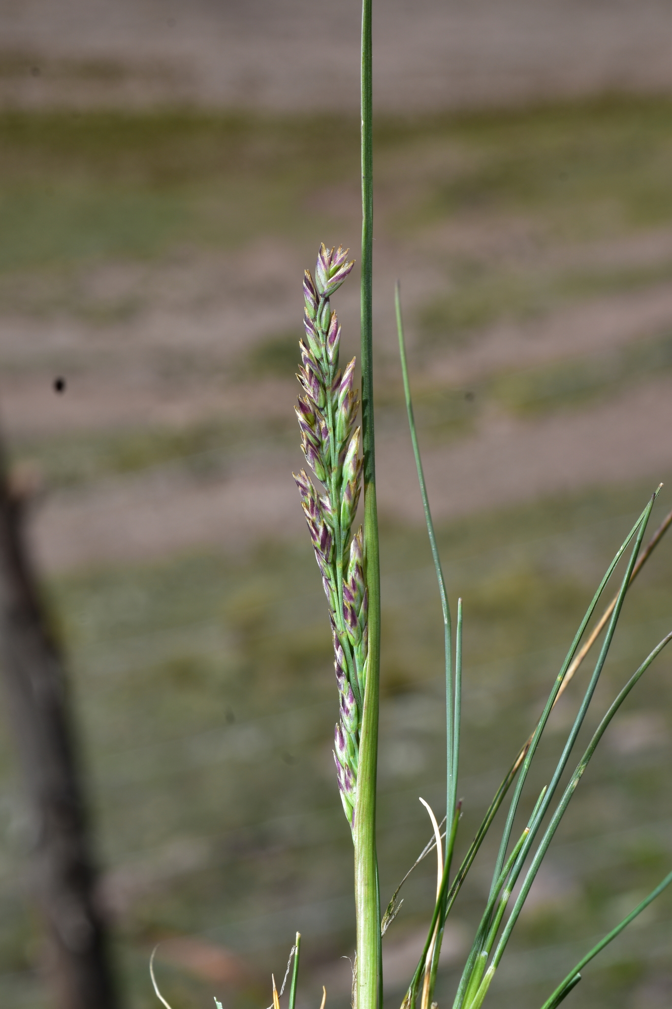 Poa spicigera
