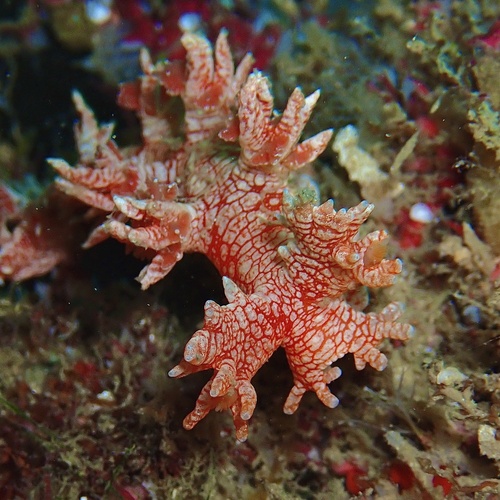 taxonomy_inaturalist image for Bornella calcarata