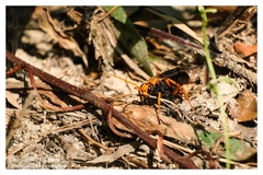 Leptodialepis bipartitus