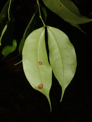 Peltogyne purpurea - Leaves