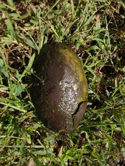 Kinosternon subrubrum subrubrum