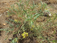 Astragalus douglasii parishii