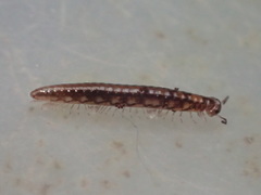 Caseyidae