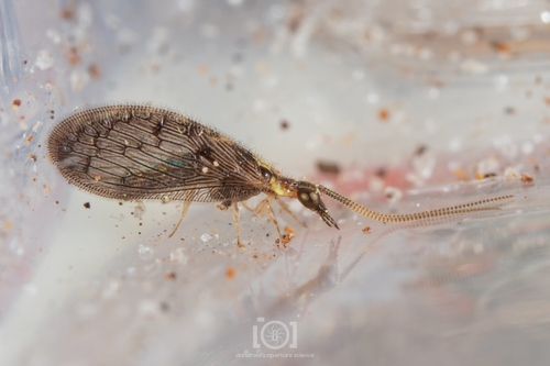 Sympherobius occidentalis