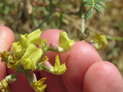 Astragalus douglasii parishii