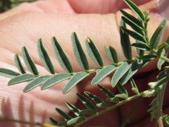 Astragalus douglasii parishii
