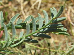 Astragalus douglasii parishii