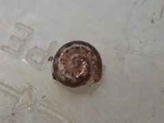 Caseyidae
