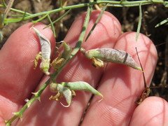 Astragalus douglasii parishii