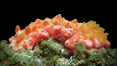 Hexabranchus morsomus image