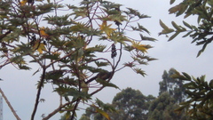 Ortalis columbiana