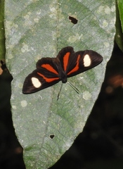 Cartea ucayala