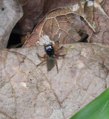 Kalcerrytus