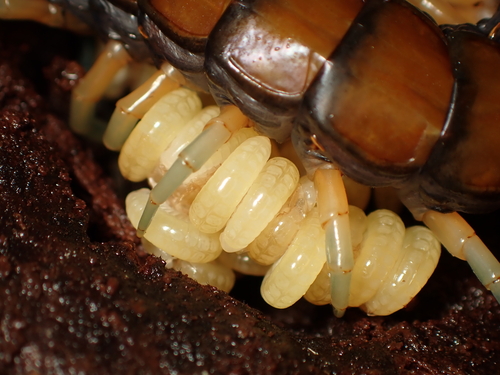 New Zealand giant centipede photo 3