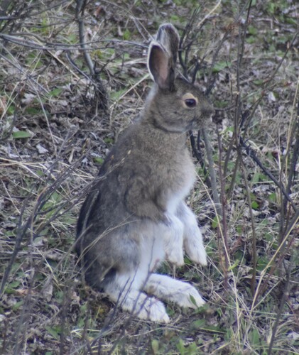 Snowshoe Hare, photo 5 of 7