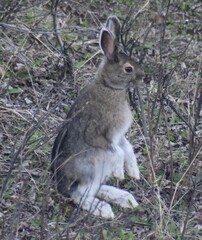 Snowshoe Hare photo 5