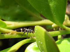 Cheilomenes sexmaculata