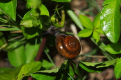 Macrochlamys nitidissima