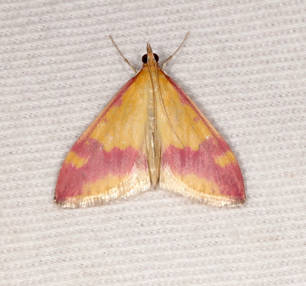 Pink-banded Pyrausta