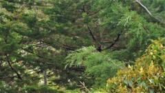 Saltator striatipectus