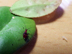 Uroleucon formosanum
