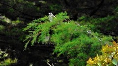 Saltator striatipectus