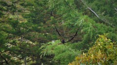 Saltator striatipectus