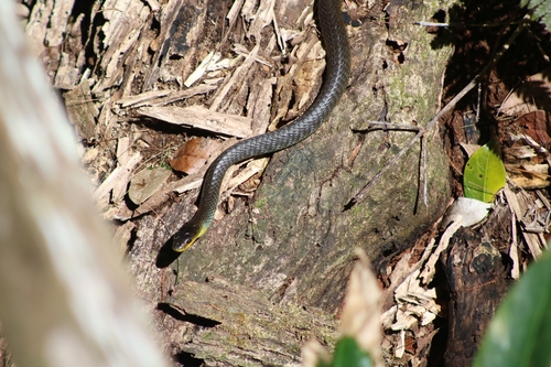 Common Tree Snake sighting