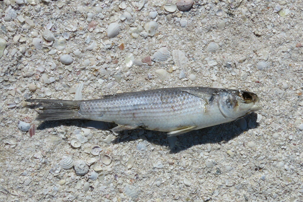 Sea Mullet from One-Tree Island, FL, USA on March 11, 2023 at 12:22 PM ...